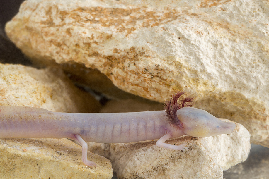 Texas Blind Salamander